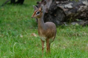 Kirks Dikdik