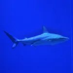 Grey Reef Shark