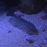 Apostichopus nigripunctatus
