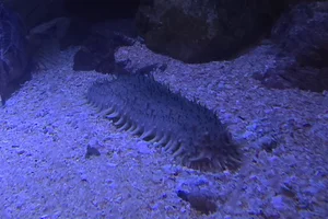 Apostichopus nigripunctatus