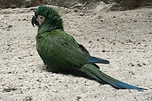Dwergara