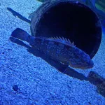 Dusky Perch