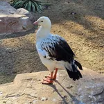 Andean Goose