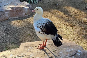 Andesgans