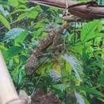 Fan-footed Gecko