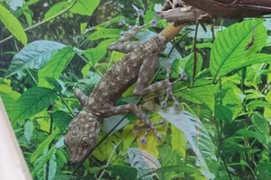 Fan-footed Gecko
