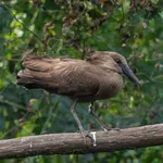 Common Hamerkop
