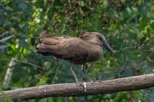 Hamerkop