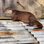 Oriental Small-clawed Otter