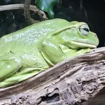 Thao Whipping Frog