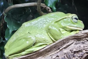 Thao Whipping Frog