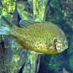 Longear Sunfish