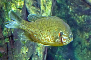 Longear Sunfish