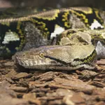 Reticulated Python