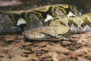 Netpython