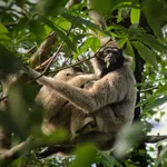 Pileated Gibbon
