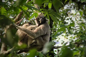 Kapgibbon