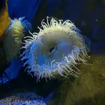 fisheating anemone