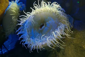 fisheating anemone