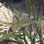 Common Prawn