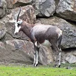 Blesbok
