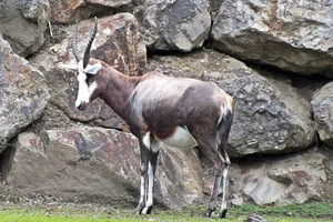 Blesbok