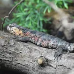 Chinese Crocodile Lizard