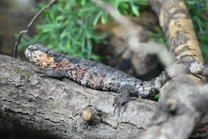 krokodilstaarthagedis
