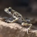 Mallorcan Midwife Toad