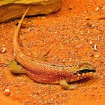 Red-sided Curlytail Lizard