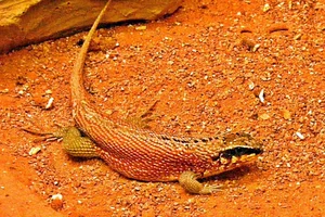 Hispaniolan Curlytail Lizard