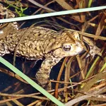 Common Toad