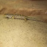 Gobi Racerunner