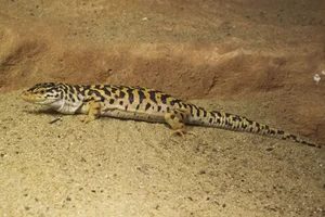 Gobi Racerunner