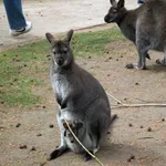 Red-necked Wallaby