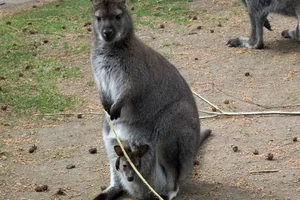 Benett's wallaby