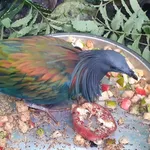 Nicobar Pigeon