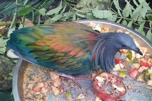 Manenduif