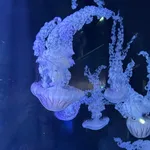 Chrysaora plocamia