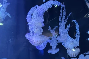 Chrysaora plocamia