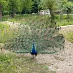 Indian Peafowl