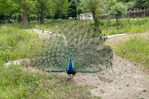 Blauwe pauw