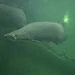 Arapaima
