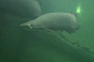 Arapaima