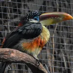 Curl-crested Araçari