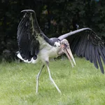 Marabou Stork
