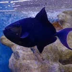 Redtooth Triggerfish