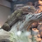 White Spotted Gecko