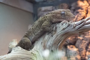Egyptische Muurgekko