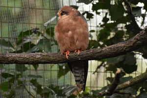 Roodpootvalk